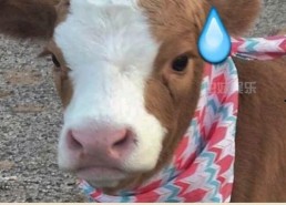 娱乐吃瓜酱小鱼,揭秘娱乐圈那些不为人知的幕后故事